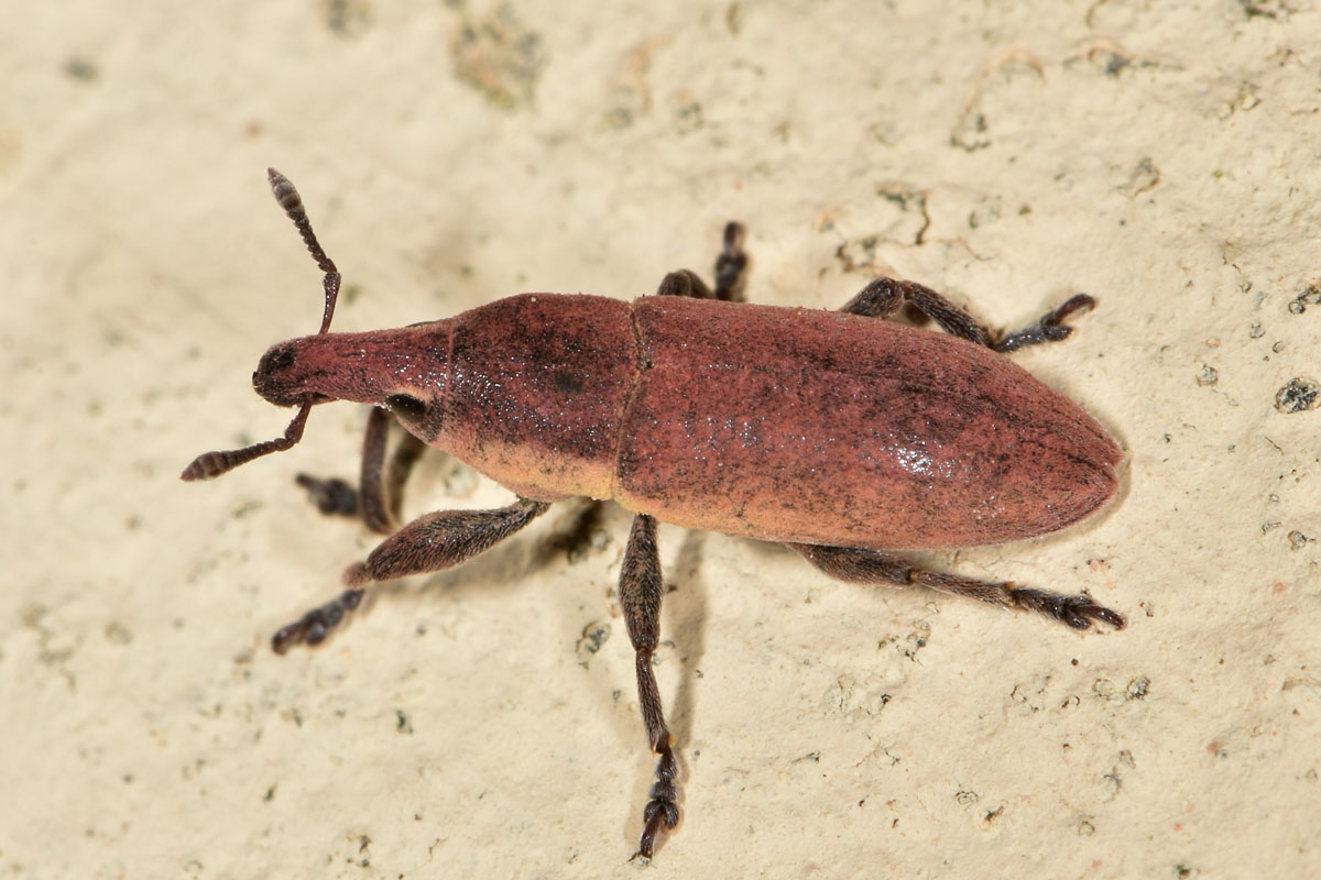 Curculionidae:  Lixus angustus?  S !
